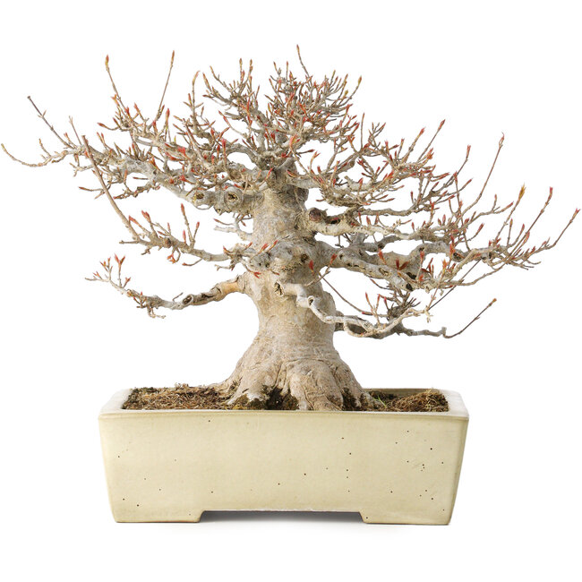 Acer buergerianum, 26 cm, ± 35 years old, with a nebari of 17 cm, in a handmade Japanese pot by Yamafusa