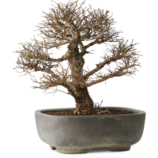 Ulmus parvifolia, 32 cm, ± 20 años, en maceta japonesa hecha a mano, con un nebari de 7 cm, en maceta japonesa hecha a mano