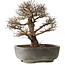Ulmus parvifolia, 32 cm, ± 20 jaar oud, in handgemaakte Japanse pot, met een nebari van 7 cm, in handgemaakte Japanse pot