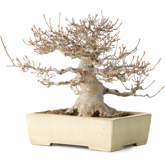 Acer buergerianum, 26 cm, ± 35 años, con un nebari de 17 cm, en una maceta japonesa hecha a mano por Yamafusa