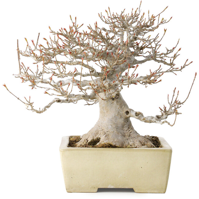 Acer buergerianum, 26 cm, ± 35 years old, with a nebari of 17 cm, in a handmade Japanese pot by Yamafusa