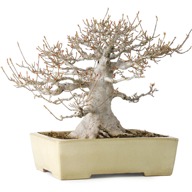 Acer buergerianum, 26 cm, ± 35 jaar oud, met een nebari van 17 cm, in een handgemaakte Japanse pot van Yamafusa