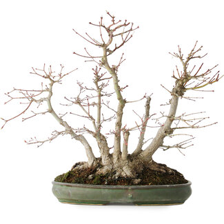 Acer palmatum, 38 cm, ± 30 jaar oud