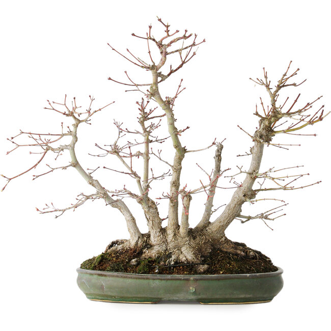 Acer palmatum, 38 cm, ± 30 jaar oud, met een nebari van 24 cm