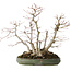 Acer palmatum, 38 cm, ± 30 jaar oud, met een nebari van 24 cm