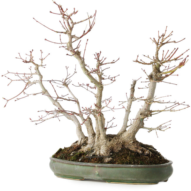 Acer palmatum, 38 cm, ± 30 ans, avec un nebari de 24 cm