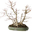 Acer palmatum, 38 cm, ± 30 jaar oud, met een nebari van 24 cm