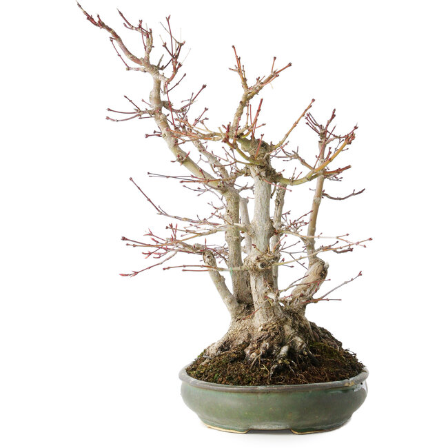 Acer palmatum, 38 cm, ± 30 ans, avec un nebari de 24 cm