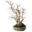 Acer palmatum, 38 cm, ± 30 jaar oud, met een nebari van 24 cm