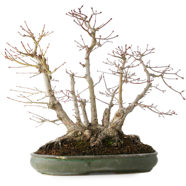 Acer palmatum, 38 cm, ± 30 Jahre alt, mit einem Nebari von 24 cm