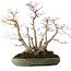 Acer palmatum, 38 cm, ± 30 jaar oud, met een nebari van 24 cm