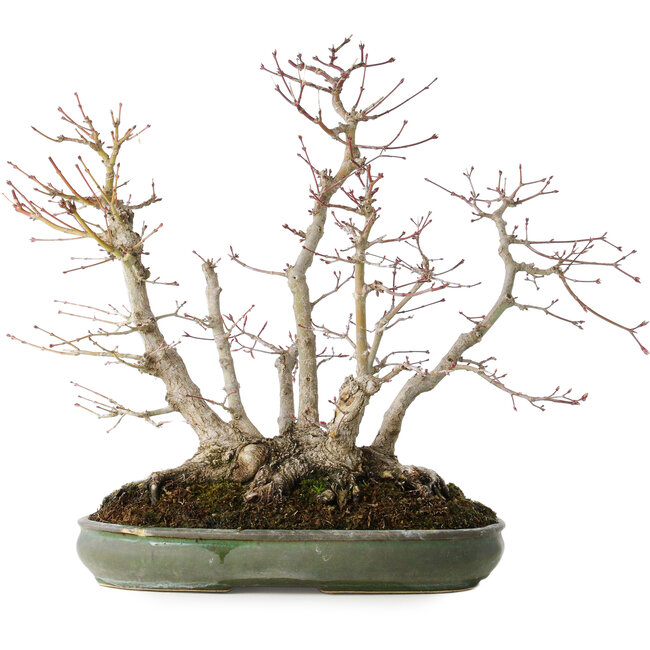 Acer palmatum, 38 cm, ± 30 Jahre alt, mit einem Nebari von 24 cm