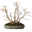 Acer palmatum, 38 cm, ± 30 jaar oud, met een nebari van 24 cm