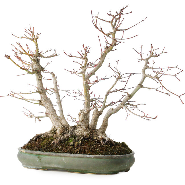 Acer palmatum, 38 cm, ± 30 años, con un nebari de 24 cm