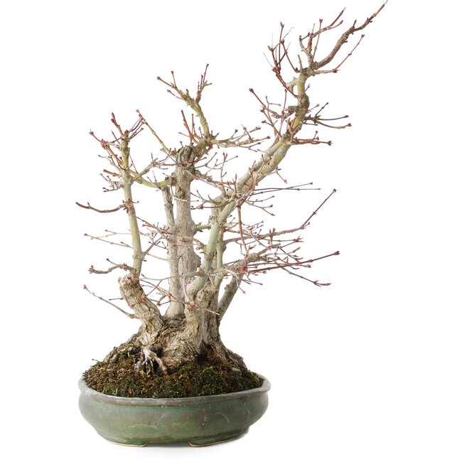 Acer palmatum, 38 cm, ± 30 anni, con un nebari di 24 cm