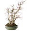 Acer palmatum, 38 cm, ± 30 jaar oud, met een nebari van 24 cm