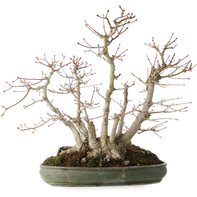 Acer palmatum, 38 cm, ± 30 jaar oud, met een nebari van 24 cm