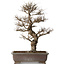 Ulmus parvifolia, 44 cm, ± 20 jaar oud, met een nebari van 12 cm