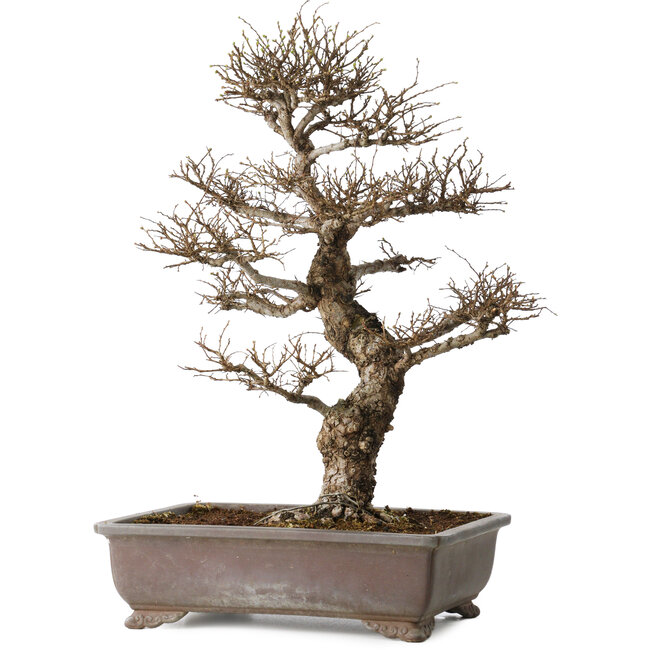 Ulmus parvifolia, 44 cm, ± 20 Jahre alt, mit einem Nebari von 12 cm