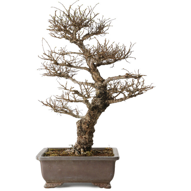 Ulmus parvifolia, 44 cm, ± 20 años, con un nebari de 12 cm