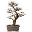 Ulmus parvifolia, 44 cm, ± 20 jaar oud, met een nebari van 12 cm