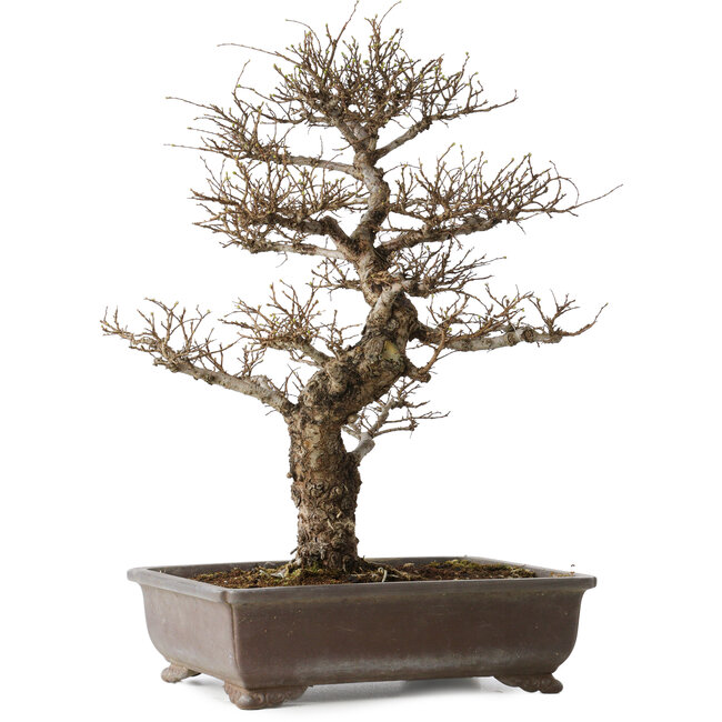 Ulmus parvifolia, 44 cm, ± 20 ans, avec un nebari de 12 cm