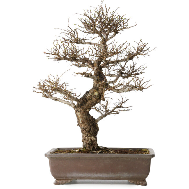 Ulmus parvifolia, 44 cm, ± 20 years old, with a nebari of 12 cm