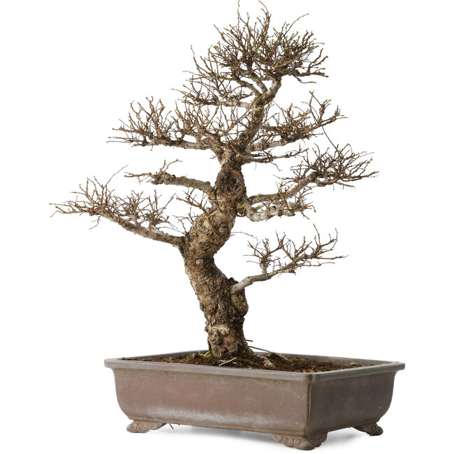 Ulmus parvifolia, 44 cm, ± 20 años, con un nebari de 12 cm