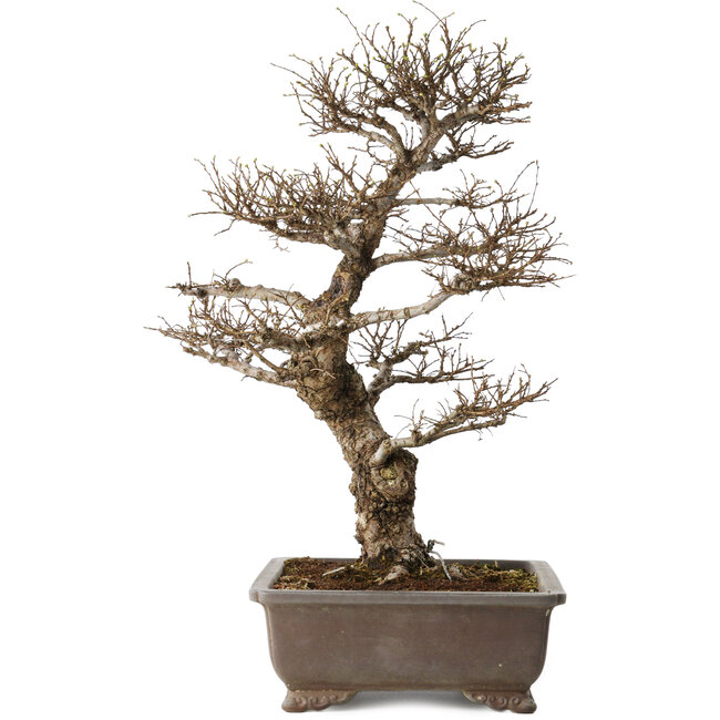 Ulmus parvifolia, 44 cm, ± 20 Jahre alt, mit einem Nebari von 12 cm