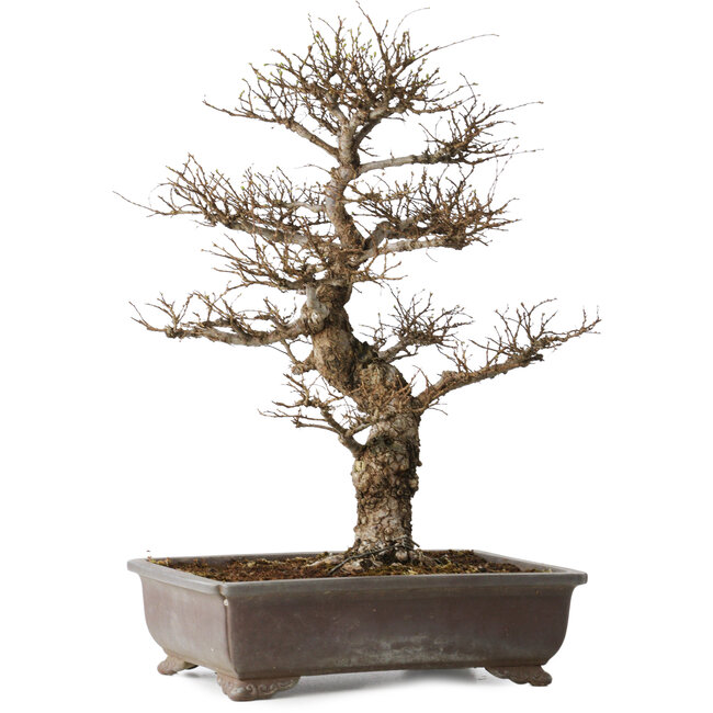 Ulmus parvifolia, 44 cm, ± 20 Jahre alt, mit einem Nebari von 12 cm