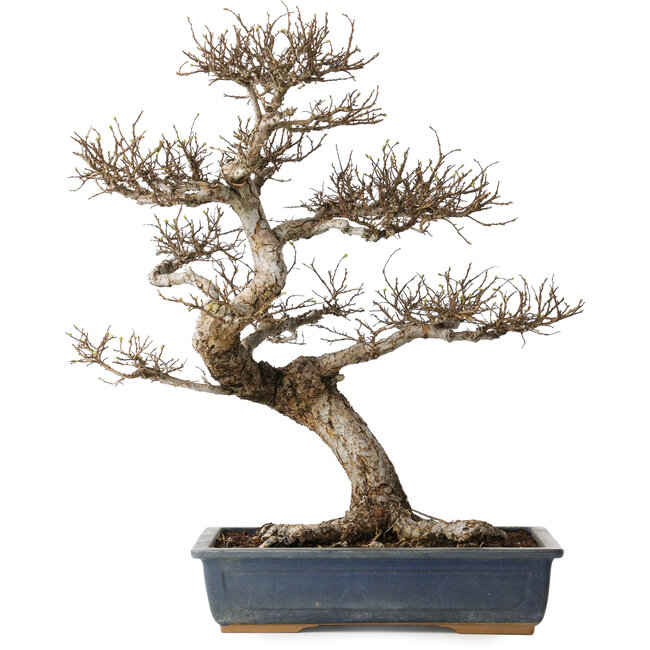 Ulmus parvifolia, 44 cm, ± 20 jaar oud, met een nebari van 20 cm