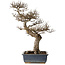 Ulmus parvifolia, 44 cm, ± 20 jaar oud, met een nebari van 20 cm