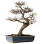 Ulmus parvifolia, 44 cm, ± 20 jaar oud, met een nebari van 20 cm
