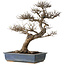 Ulmus parvifolia, 44 cm, ± 20 jaar oud, met een nebari van 20 cm