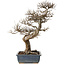 Ulmus parvifolia, 44 cm, ± 20 jaar oud, met een nebari van 20 cm