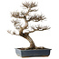 Ulmus parvifolia, 44 cm, ± 20 jaar oud, met een nebari van 20 cm