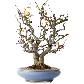  Tosui Chaenomeles speciosa Boké, 50 cm, ± 30 jaar oud