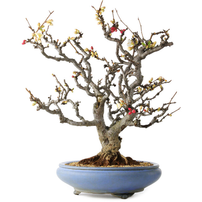 Chaenomeles speciosa Boké, 50 cm, ± 30 años, con flores rojas y blancas y un nebari de 18 cm, en una maceta japonesa hecha a mano por Tosui