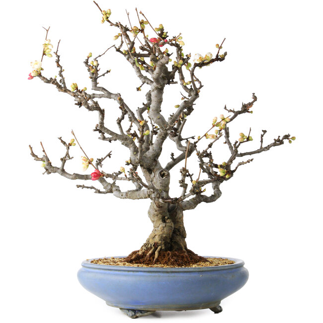Chaenomeles speciosa Boké, 50 cm, ± 30 Jahre alt, mit roten und weißen Blüten und einem Nebari von 18 cm, in einem handgefertigten japanischen Topf von Tosui