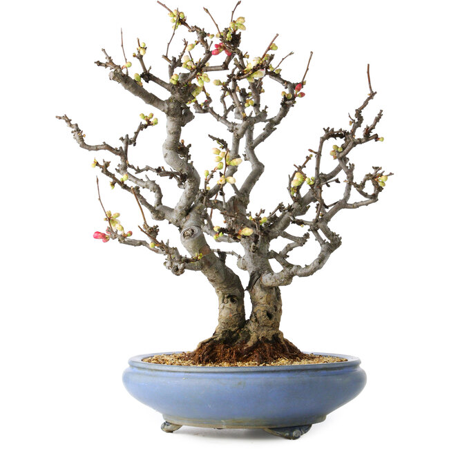 Chaenomeles speciosa Boké, 50 cm, ± 30 Jahre alt, mit roten und weißen Blüten und einem Nebari von 18 cm, in einem handgefertigten japanischen Topf von Tosui