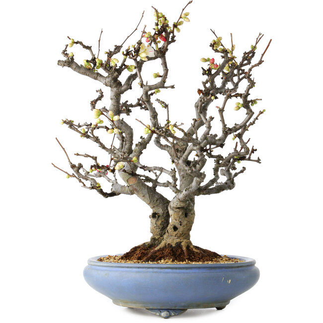 Chaenomeles speciosa Boké, 50 cm, ± 30 años, con flores rojas y blancas y un nebari de 18 cm, en una maceta japonesa hecha a mano por Tosui