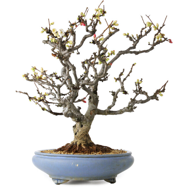 Chaenomeles speciosa Boké, 50 cm, ± 30 years old, with red and white flowers and a nebari of 18 cm, in a handmade Japanese pot by Tosui