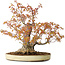 Acer palmatum Arakawa, 30 cm, ± 30 jaar oud, met een nebari van 18 cm