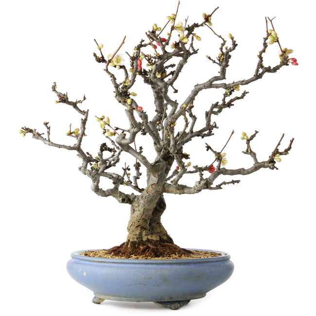Chaenomeles speciosa Boké, 50 cm, ± 30 anni, con fiori rossi e bianchi e un nebari di 18 cm, in un vaso giapponese fatto a mano da Tosui