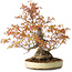 Acer palmatum Arakawa, 30 cm, ± 30 anni, con un nebari di 18 cm