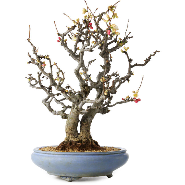 Chaenomeles speciosa Boké, 50 cm, ± 30 años, con flores rojas y blancas y un nebari de 18 cm, en una maceta japonesa hecha a mano por Tosui