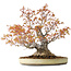Acer palmatum Arakawa, 30 cm, ± 30 anni, con un nebari di 18 cm
