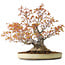 Acer palmatum Arakawa, 30 cm, ± 30 jaar oud, met een nebari van 18 cm