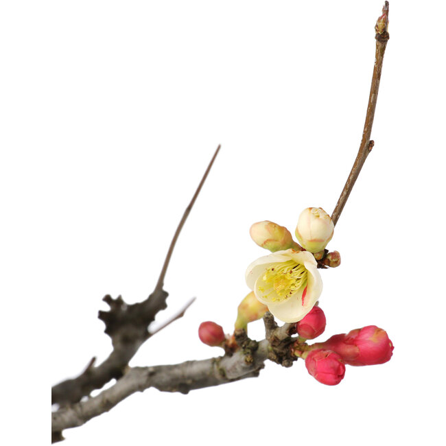 Chaenomeles speciosa Boké, 50 cm, ± 30 años, con flores rojas y blancas y un nebari de 18 cm, en una maceta japonesa hecha a mano por Tosui