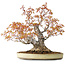 Acer palmatum Arakawa, 30 cm, ± 30 jaar oud, met een nebari van 18 cm